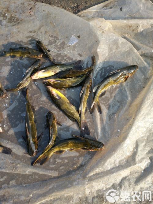 新品种杂交黄颡鱼有何优势?-图1 新品种杂交黄颡鱼有何优势?-图1