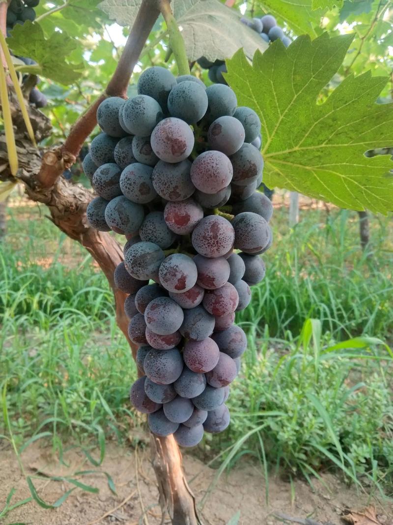 南方夏黑葡萄如何高效种植？-图2
