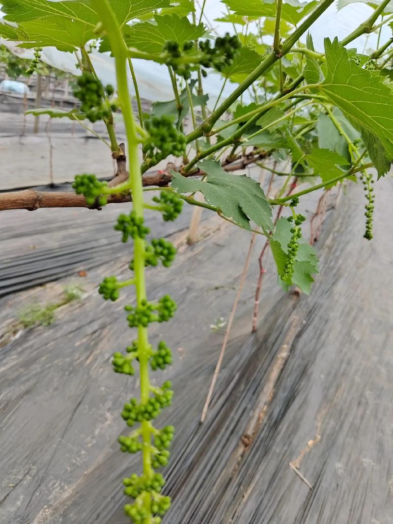 南方夏黑葡萄如何高效种植？-图3