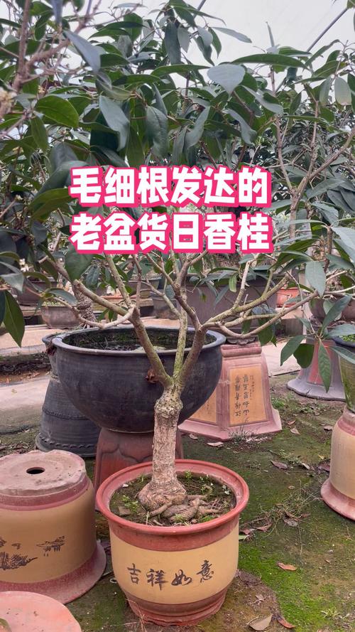 日香桂品种到底好不好？-图1