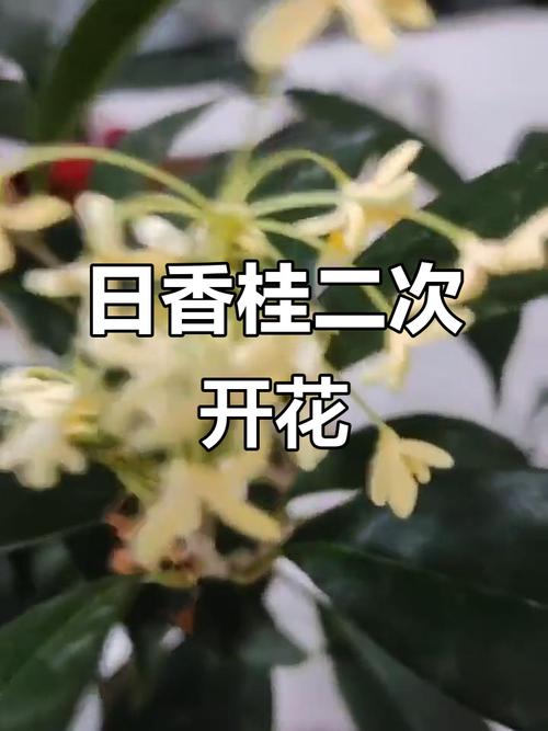 日香桂品种到底好不好？-图2