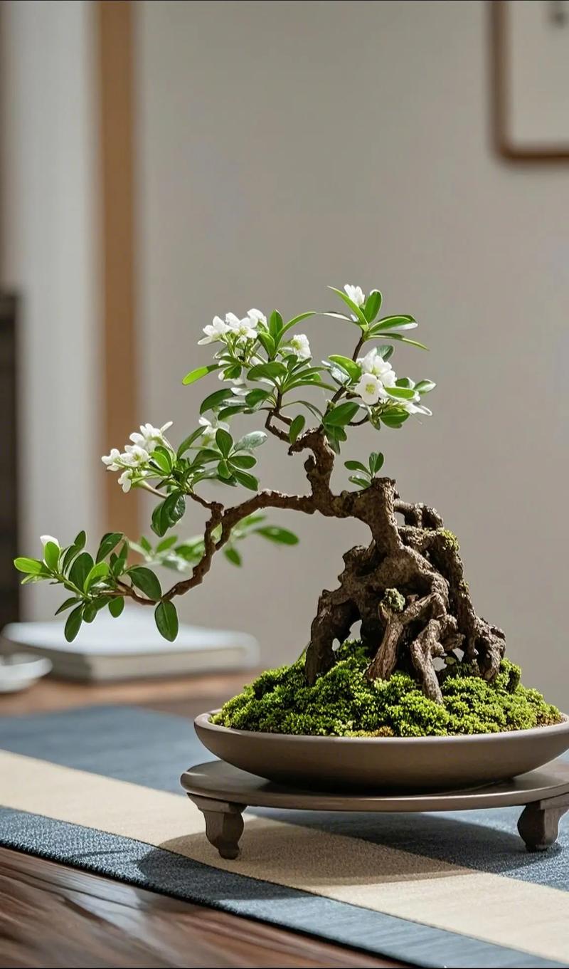 六月雪哪个品种最好？-图1