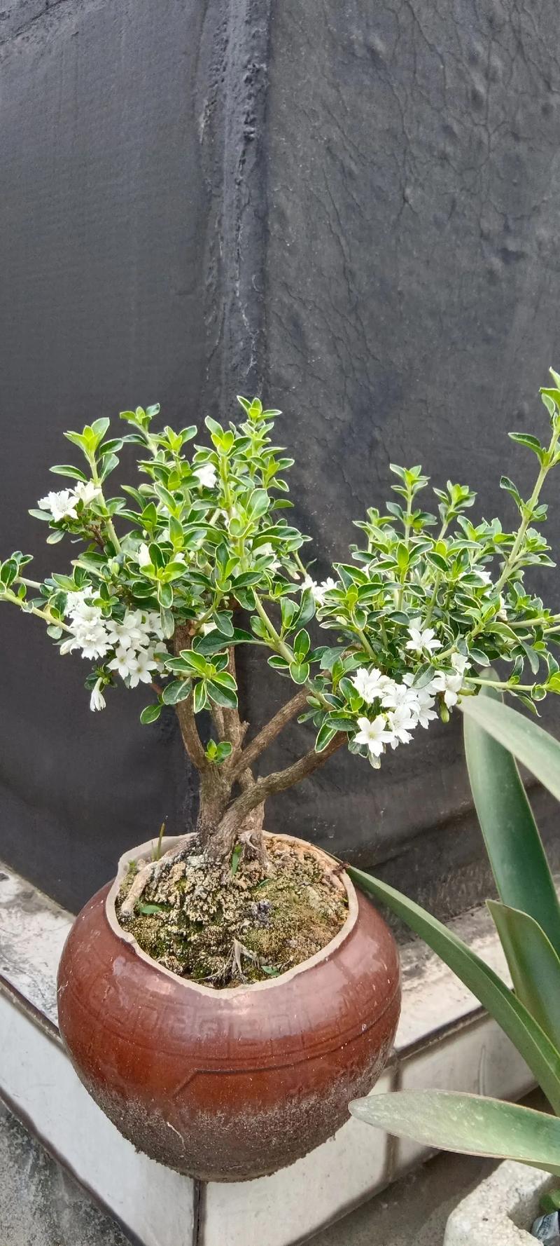 六月雪哪个品种最好？-图2