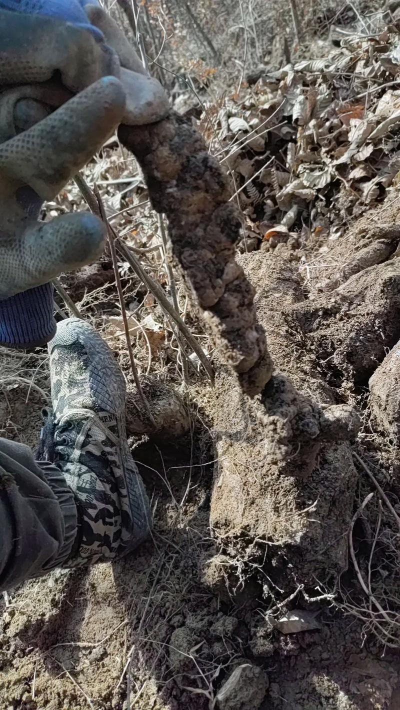 猪苓塑料大棚种植技术-图2