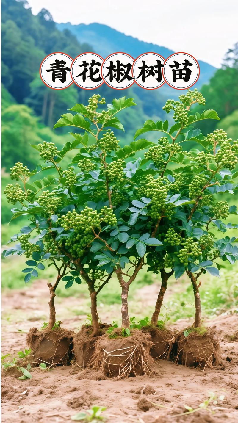 新品种花椒种植枝怎么选？-图2