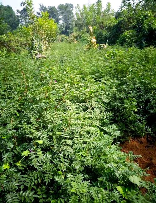 新品种花椒种植枝怎么选？-图3