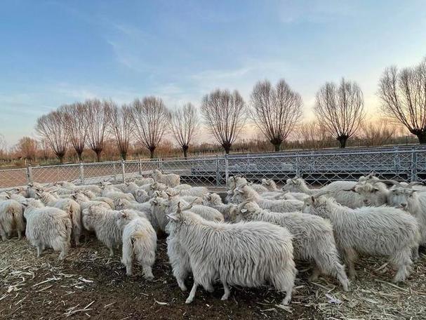 冬季育肥羊的养殖技术-图2