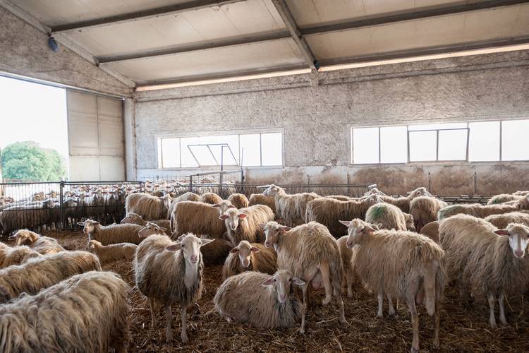 冬季育肥羊的养殖技术-图1