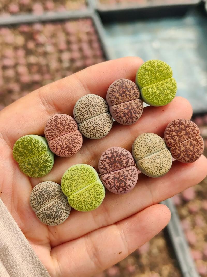 哪些生石花品种更受欢迎？-图1