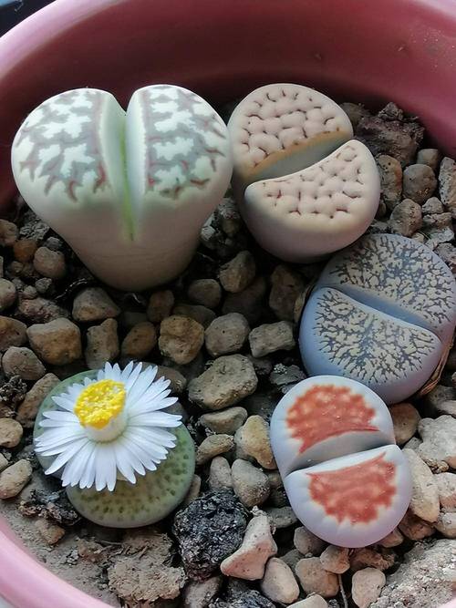 哪些生石花品种更受欢迎？-图2