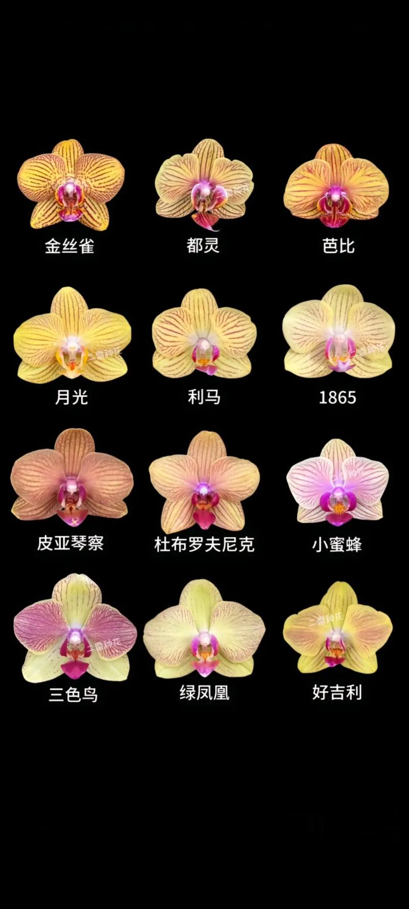 蝴蝶兰好品种价格差异有多大？-图1