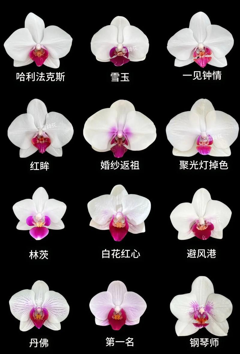 蝴蝶兰好品种价格差异有多大？-图2