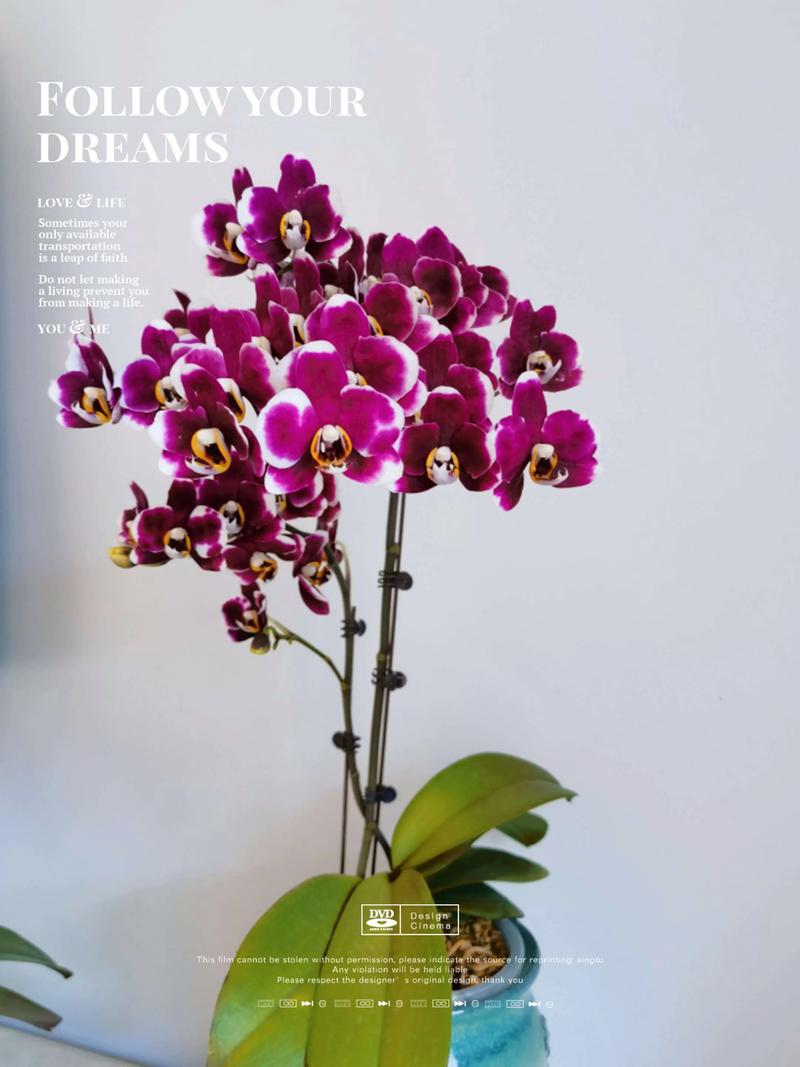 蝴蝶兰好品种价格差异有多大？-图3