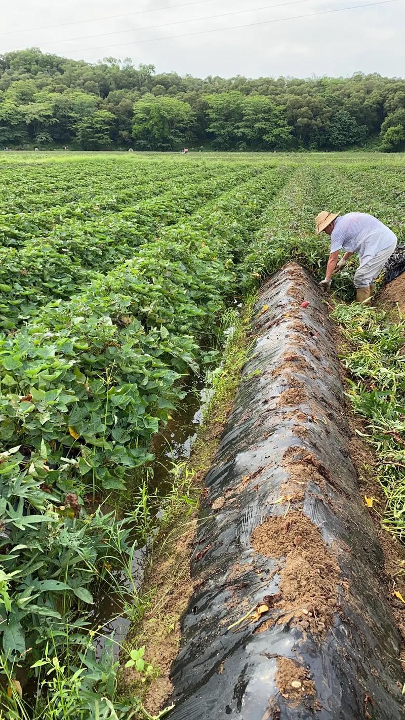 地瓜高产栽培技术视频有哪些要点?-图1 地瓜高产栽培技术视频有哪些要点?-图1