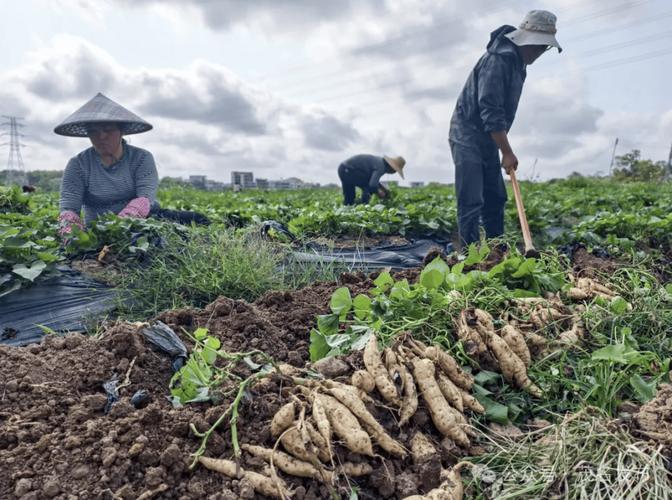地瓜高产栽培技术视频有哪些要点?-图2 地瓜高产栽培技术视频有哪些要点?-图2