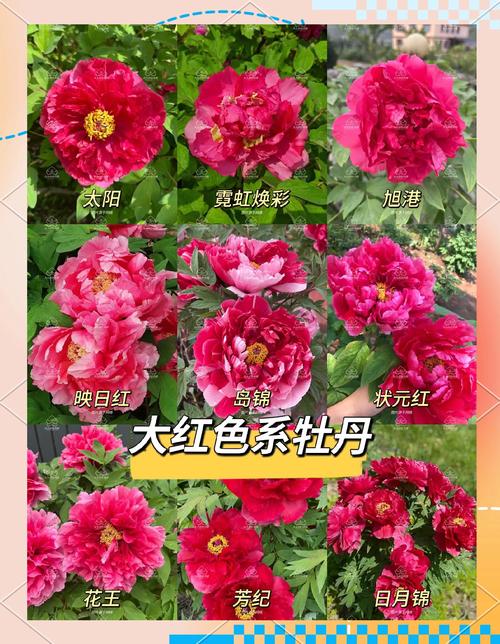 牡丹花各品种的花型-图1