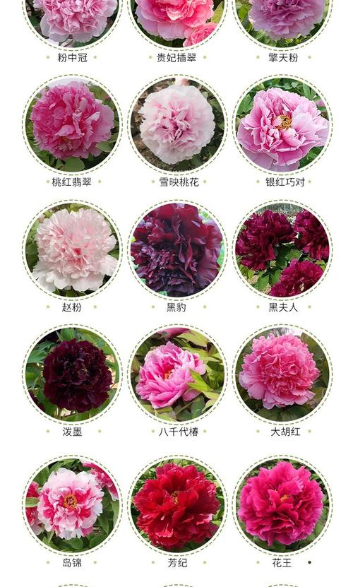 牡丹花各品种的花型-图2