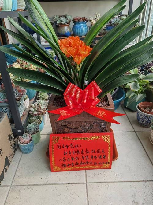 君子兰哪个品种价格高-图1