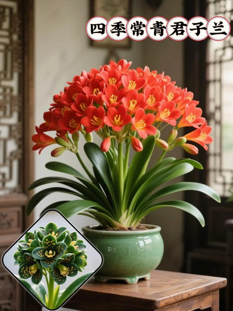 君子兰哪个品种价格高-图3