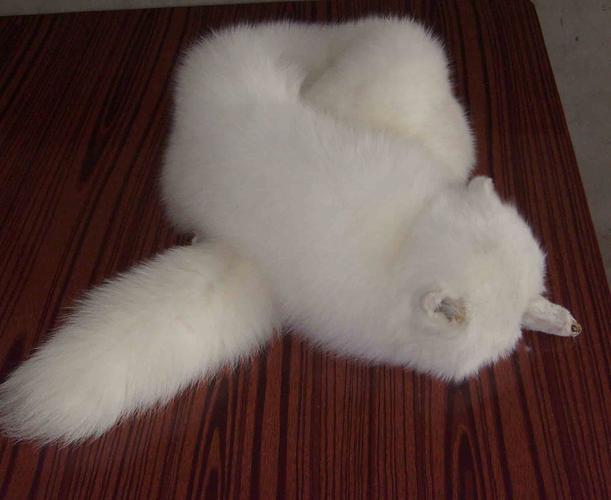 狐狸皮貉子皮最新价格多少?-图1 狐狸皮貉子皮最新价格多少?-图1