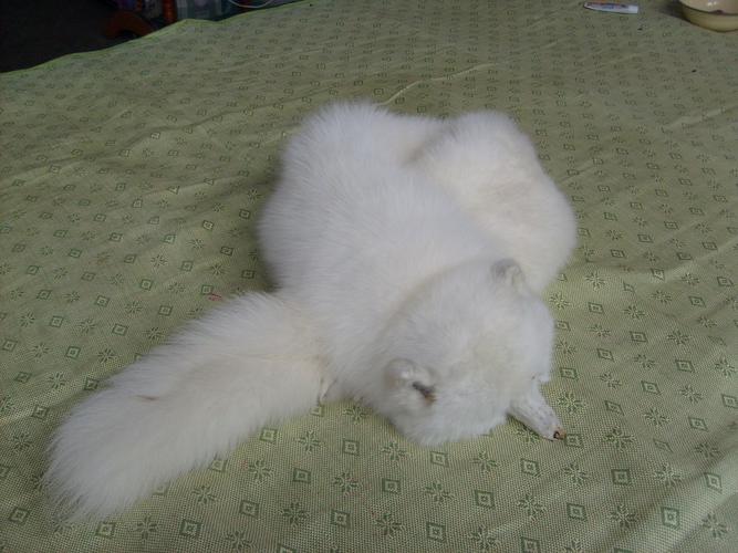 狐狸皮貉子皮最新价格多少?-图2 狐狸皮貉子皮最新价格多少?-图2