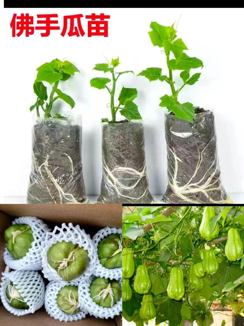 海南瓜种植技术与管理有哪些关键要点？-图1