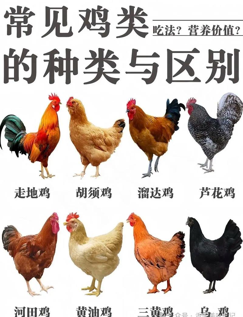 四川有哪些特色土鸡品种？-图1