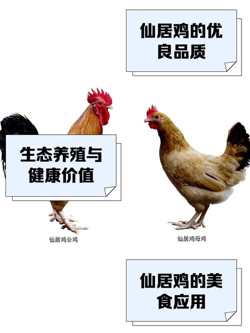 四川有哪些特色土鸡品种？-图2