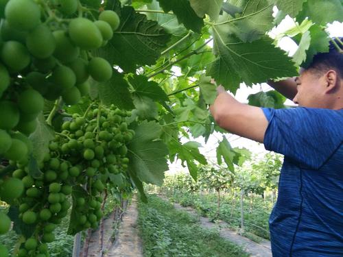 红提葡萄种植技术视频怎么学?-图1 红提葡萄种植技术视频怎么学?-图1