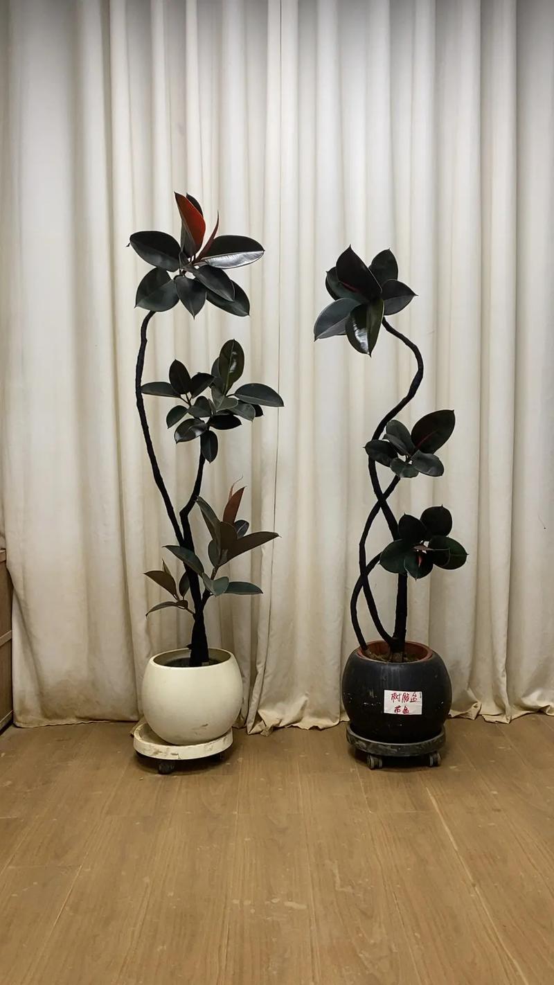 黑金刚橡皮树有哪些品种?-图1 黑金刚橡皮树有哪些品种?-图1