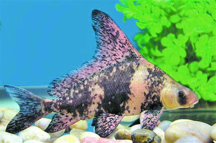 胭脂鱼有好几个品种-图1 胭脂鱼有好几个品种-图1