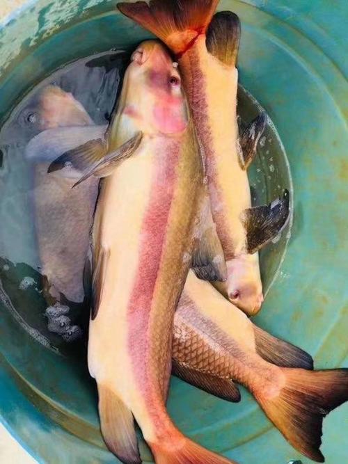 胭脂鱼有好几个品种-图2 胭脂鱼有好几个品种-图2