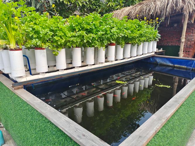 农广天地流水养鱼技术怎么学？-图1