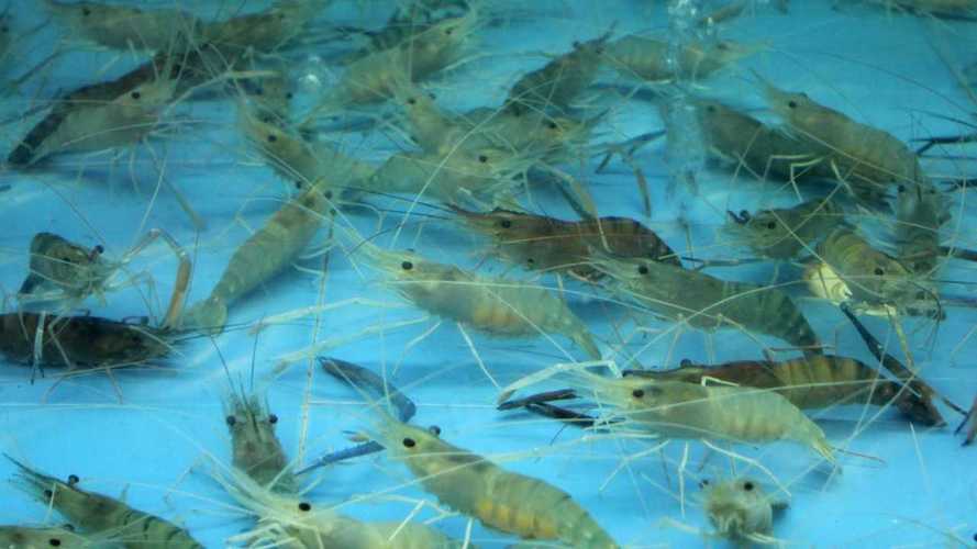 淡水青虾养殖技术视频，新手能学会吗？-图2