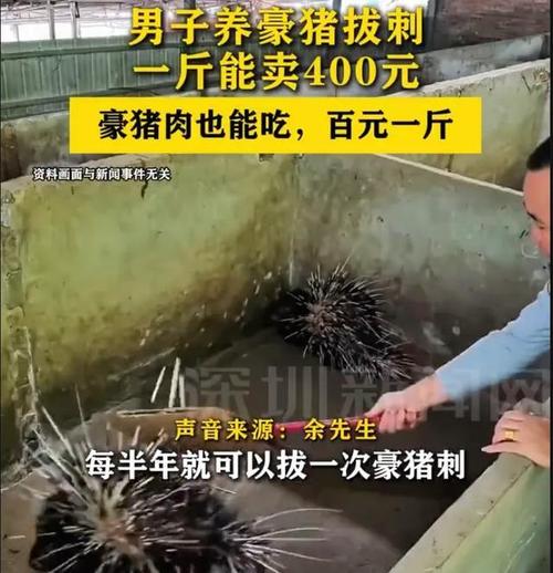 豪猪养殖价格多少一斤?-图1 豪猪养殖价格多少一斤?-图1