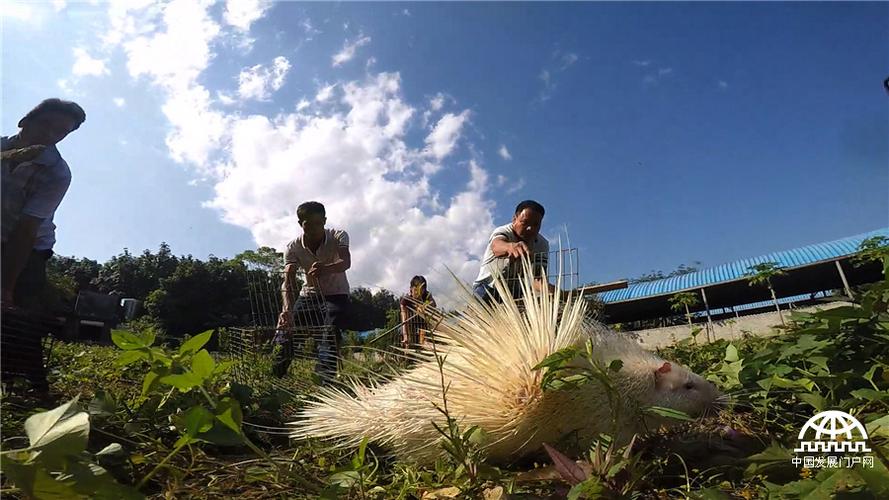 豪猪养殖价格多少一斤？-图3