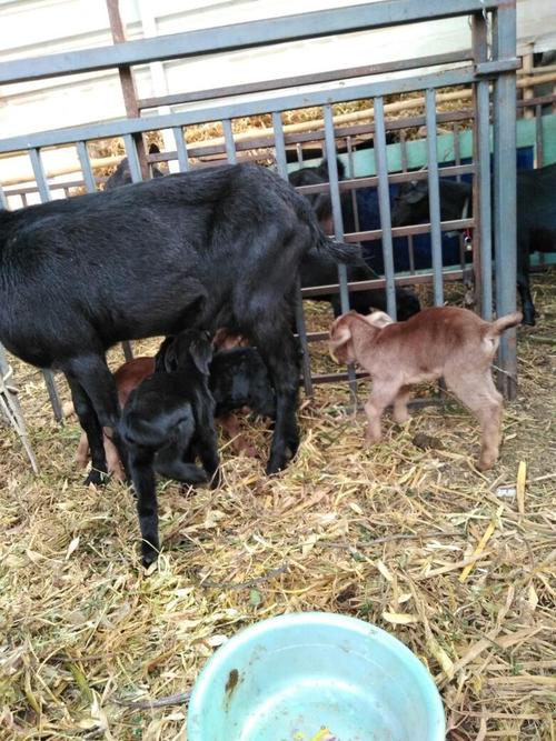 四川养羊选什么品种合适?-图2 四川养羊选什么品种合适?-图2