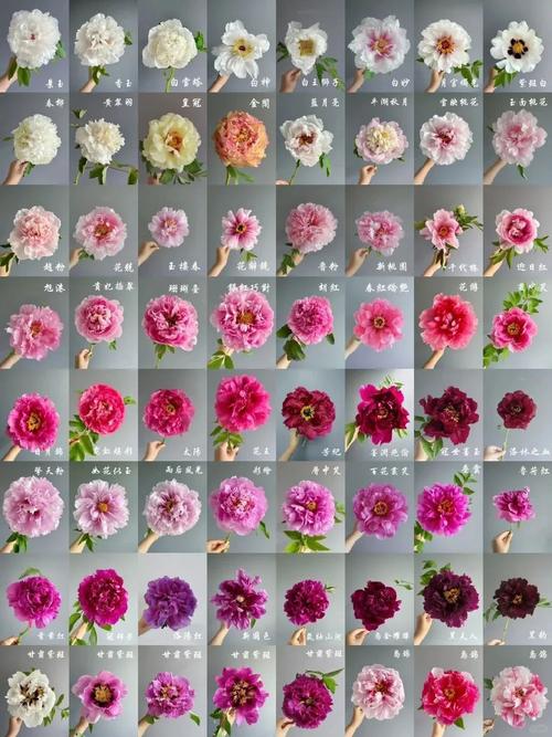 牡丹的六种栽培品种-图1 牡丹的六种栽培品种-图1