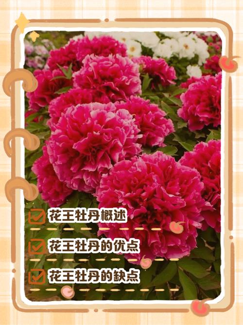 牡丹的六种栽培品种-图2 牡丹的六种栽培品种-图2