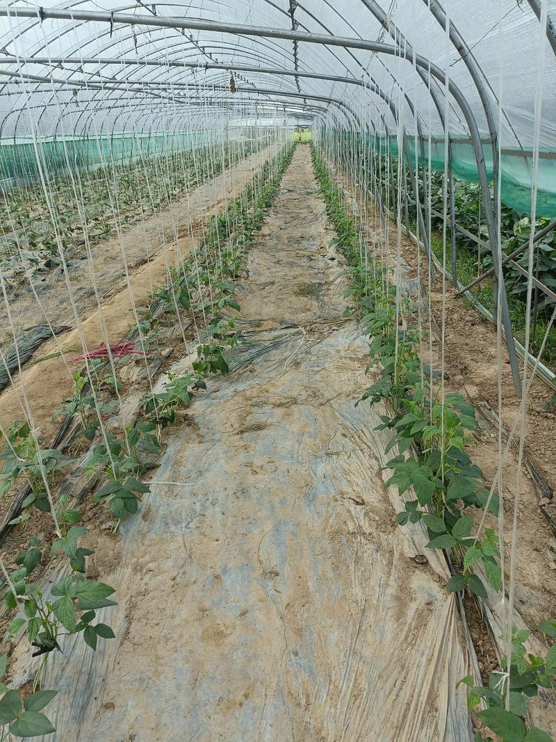 春季大棚豆角如何高产种植?-图1 春季大棚豆角如何高产种植?-图1