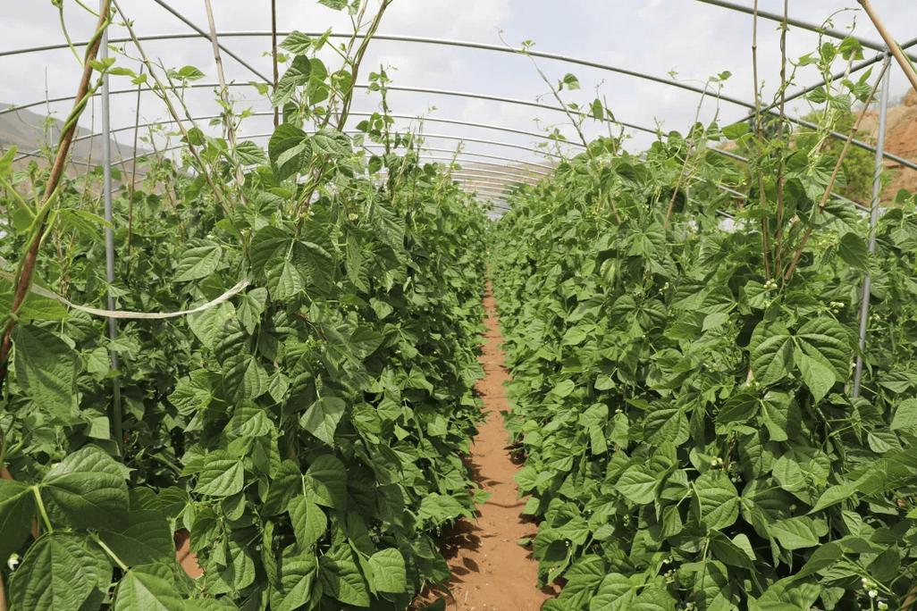 春季大棚豆角如何高产种植?-图2 春季大棚豆角如何高产种植?-图2