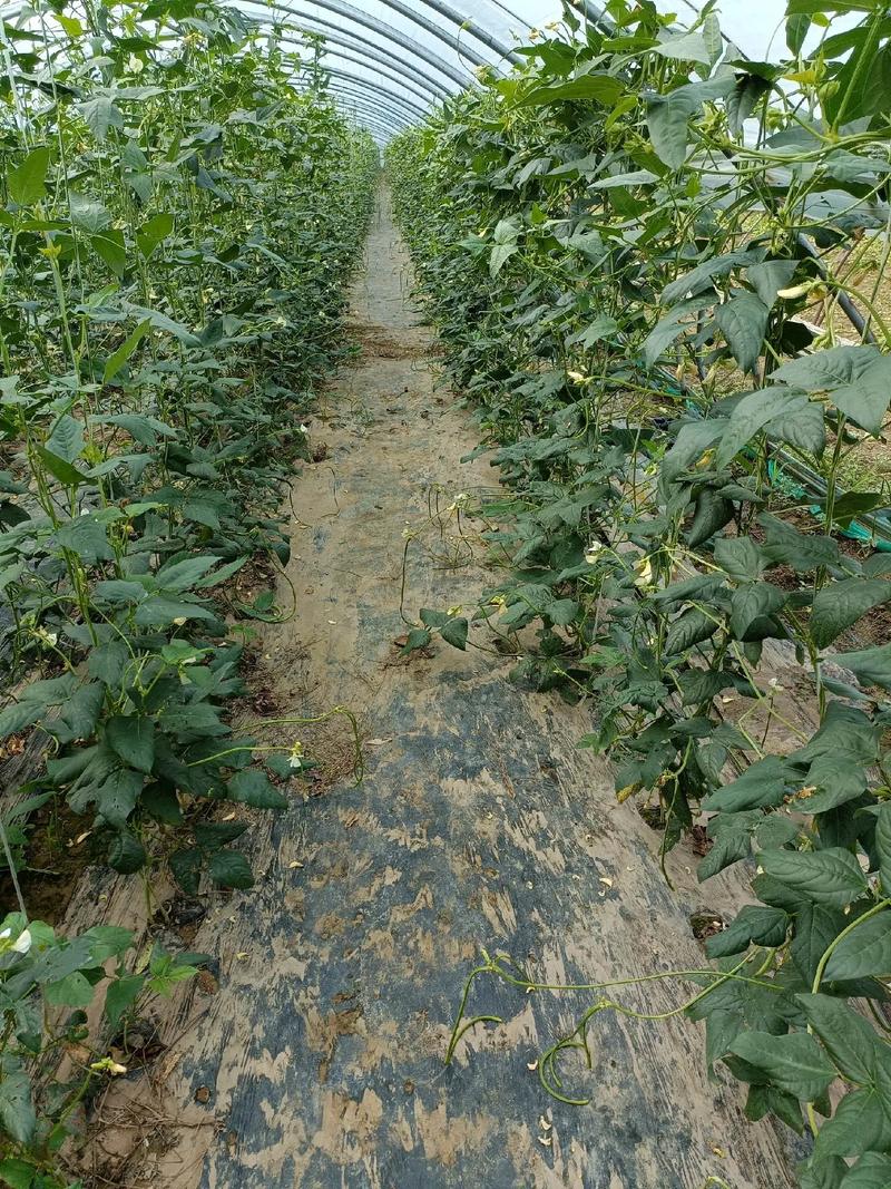 春季大棚豆角如何高产种植?-图3 春季大棚豆角如何高产种植?-图3