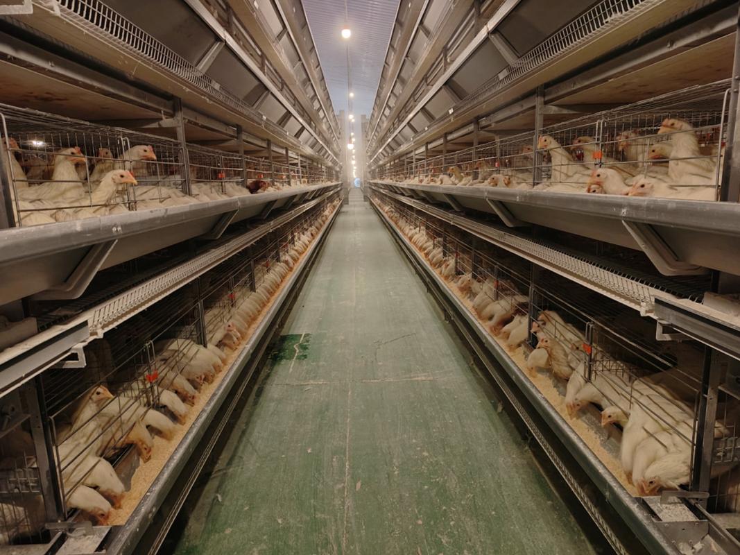 鸡新品种养殖前景究竟如何?-图1 鸡新品种养殖前景究竟如何?-图1