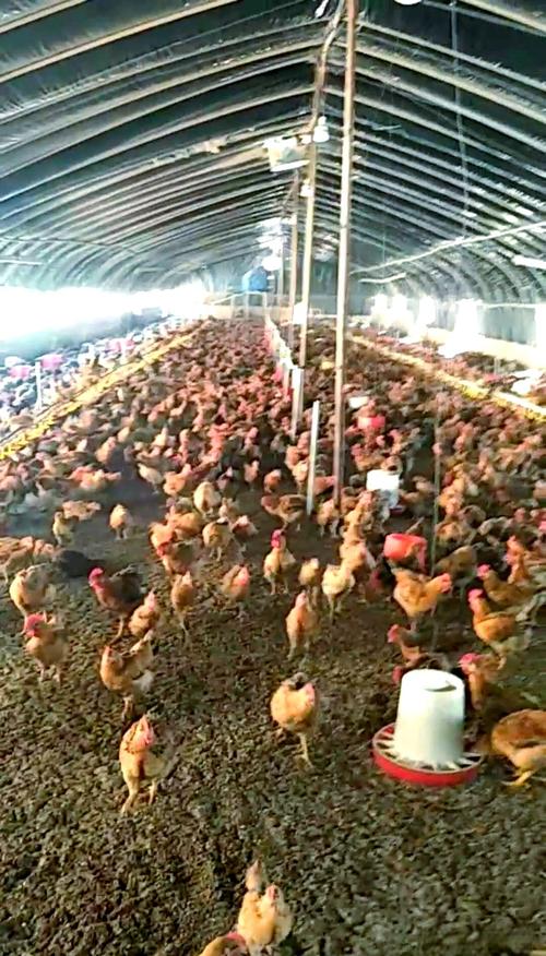 鸡新品种养殖前景究竟如何?-图2 鸡新品种养殖前景究竟如何?-图2