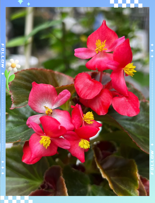 海棠花究竟有多少品种？-图2