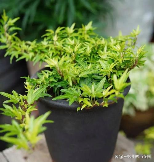 常春藤有哪几种品种-图2