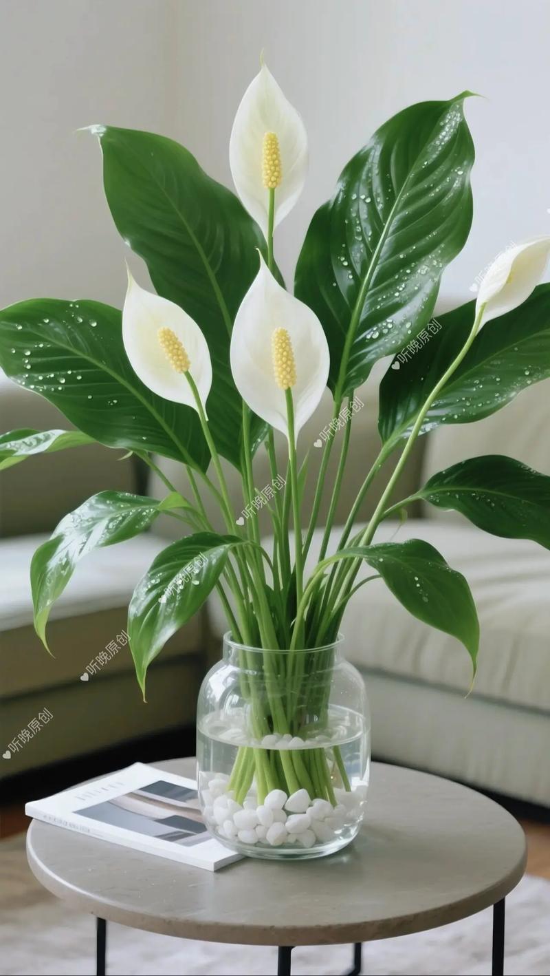 一帆风顺的品种分类-图1