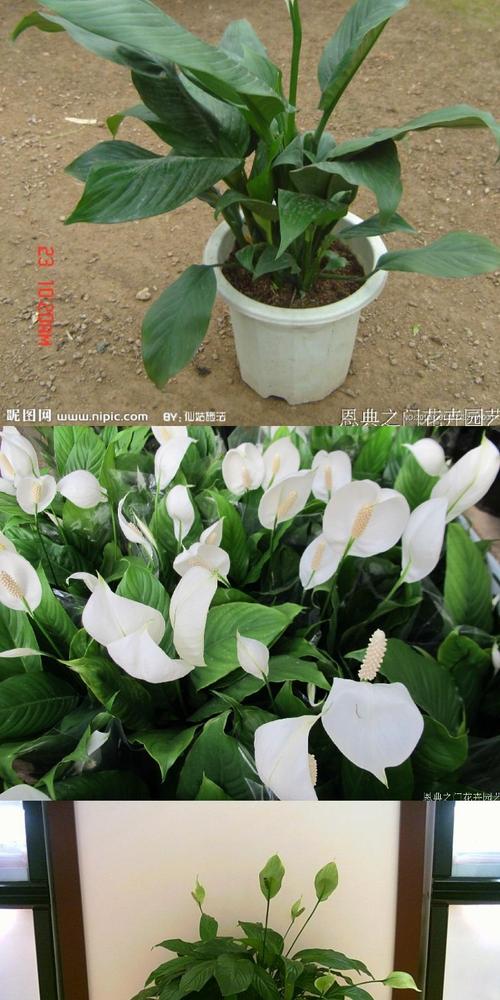 一帆风顺的品种分类-图3