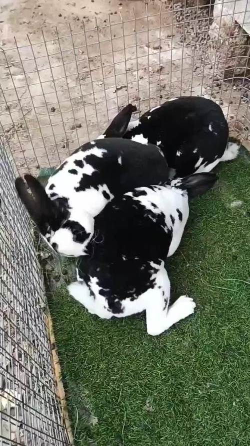 尚村獭兔最新行情如何？-图1