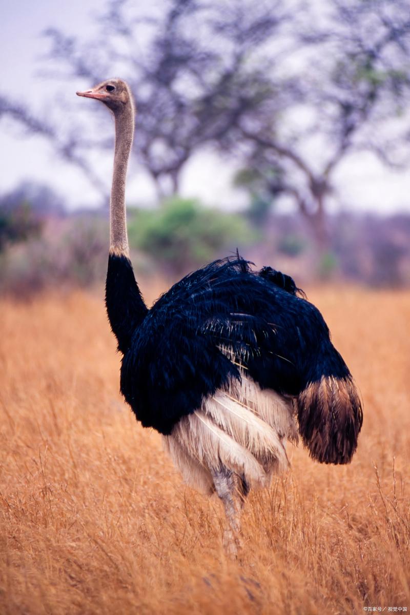 驼鸟品种分哪两类？-图1